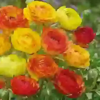 Picotee Orange